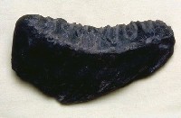 藏品(劍齒象臼齒)的圖片